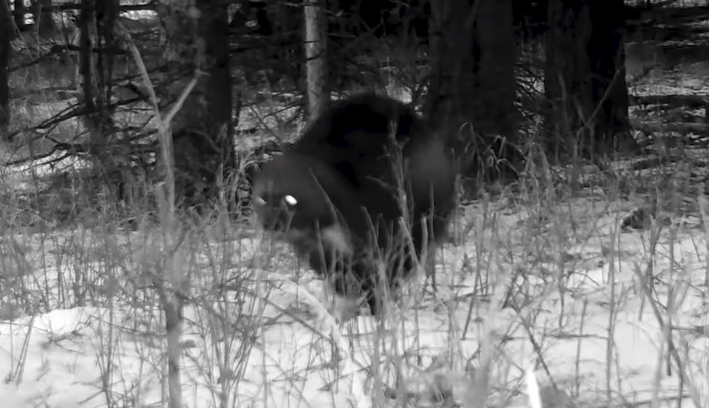 El animal más raro de Yellowstone captado por la cámara del sendero por primera vez