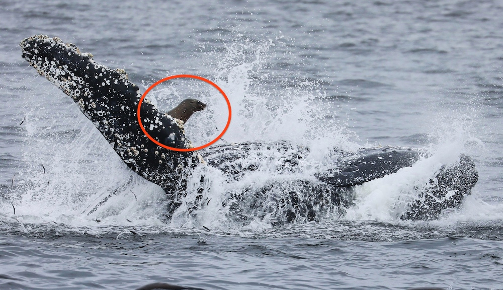 El paseo salvaje de un león marino en una ballena jorobada capturado en fotos