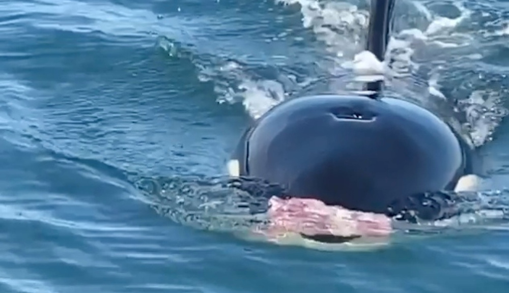 Orca presenta un regalo a los navegantes en un raro evento captado en video