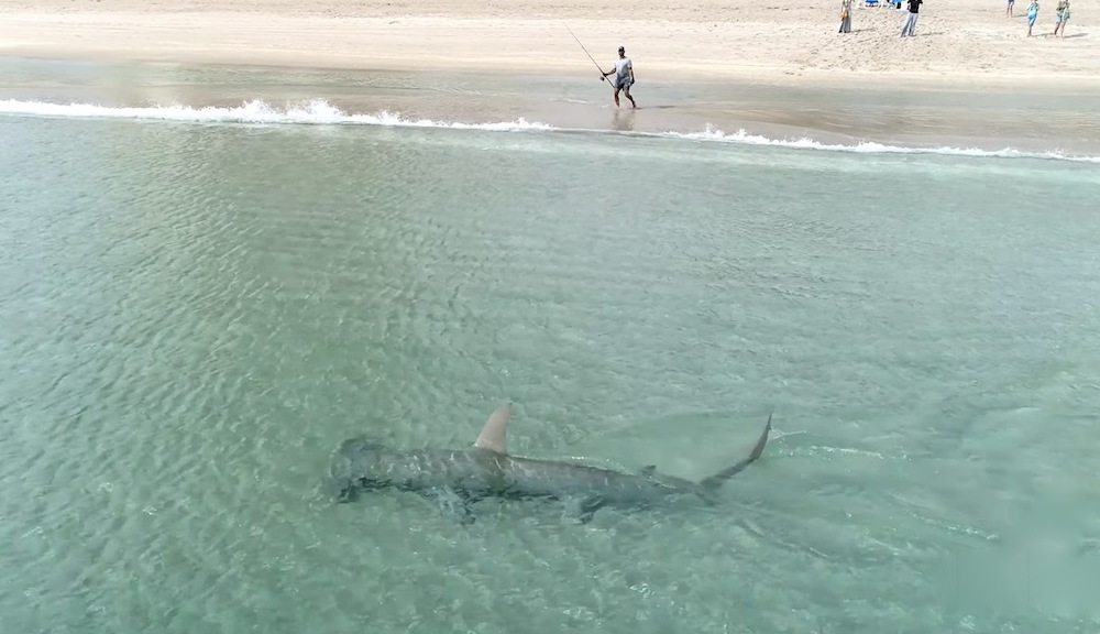 Tiburón martillo caza a un tiburón más pequeño en un video impresionante