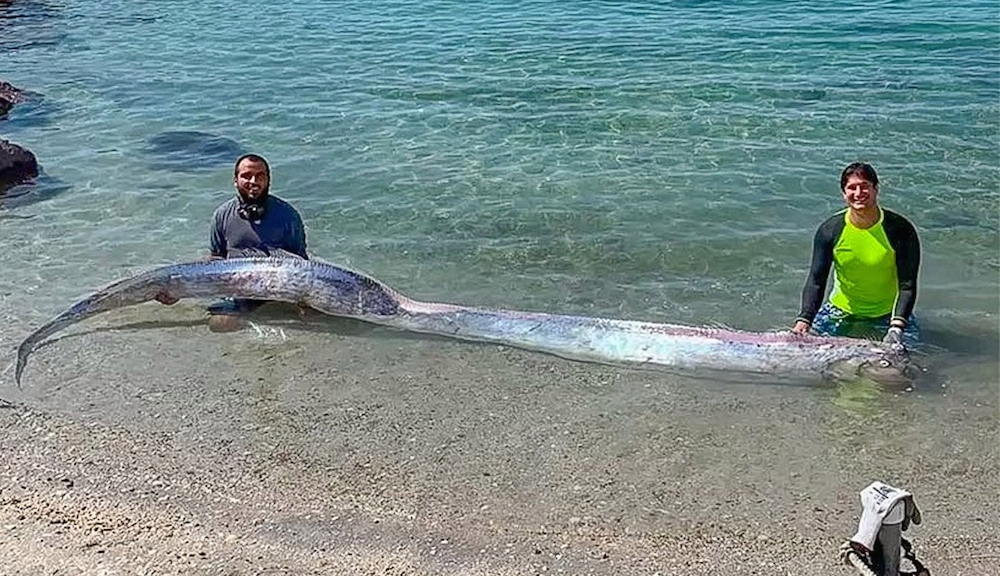 Misterioso pez remo de aguas profundas encontrado en la playa de Baja California;  fotos