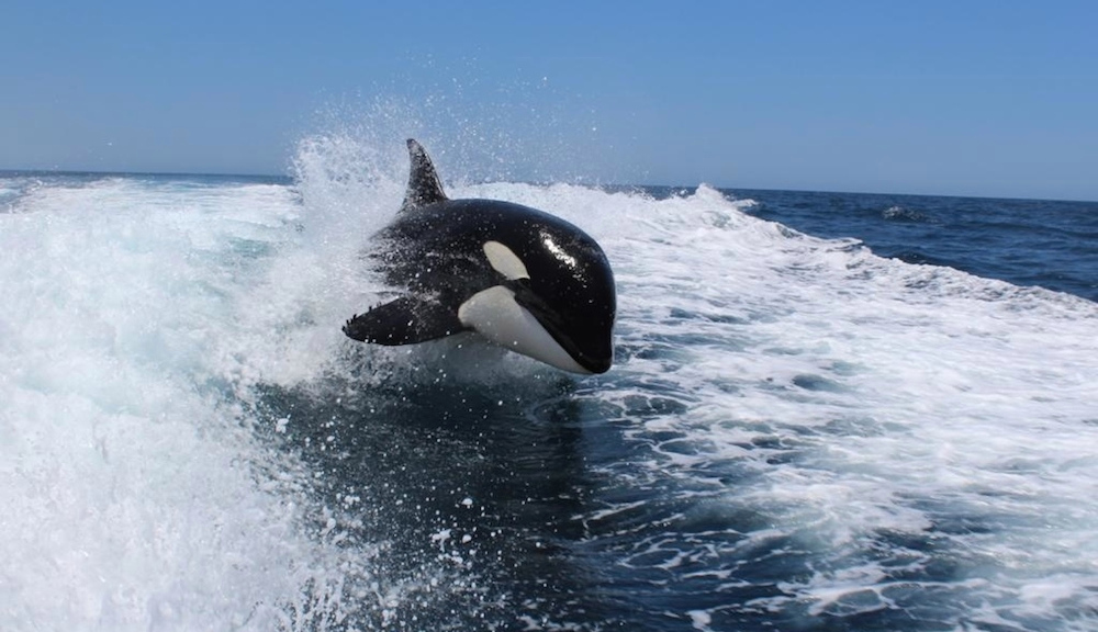 Orcas juguetonas acaparan la atención de Cabo San Lucas, Loreto