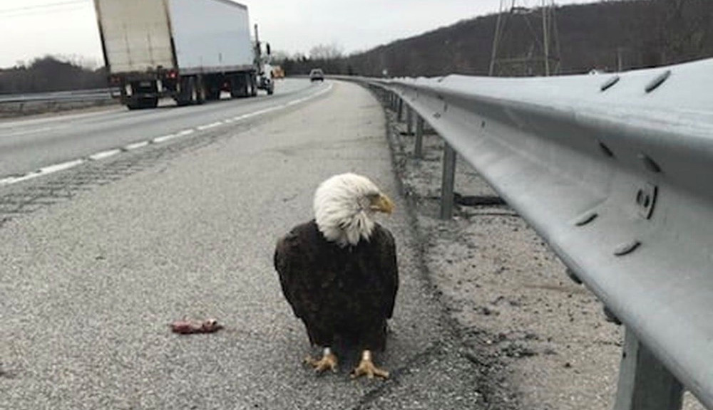 Águila calva lesionada rescatada por Trooper en una concurrida autopista de Nueva York