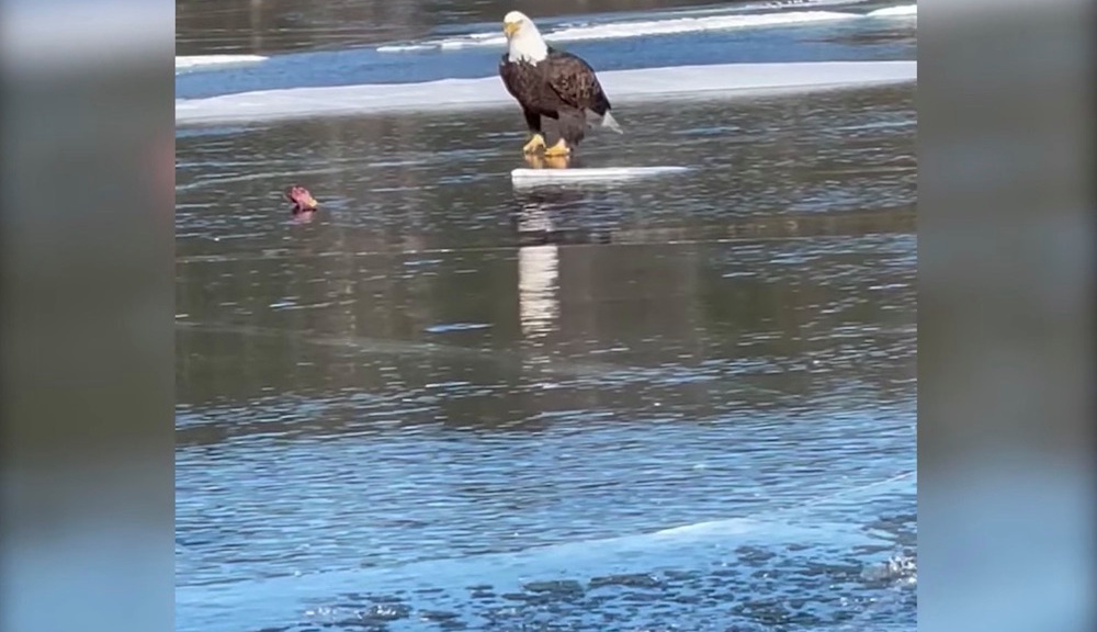 Mire: ¿El águila calva prueba la pesca en hielo o es patinaje artístico?