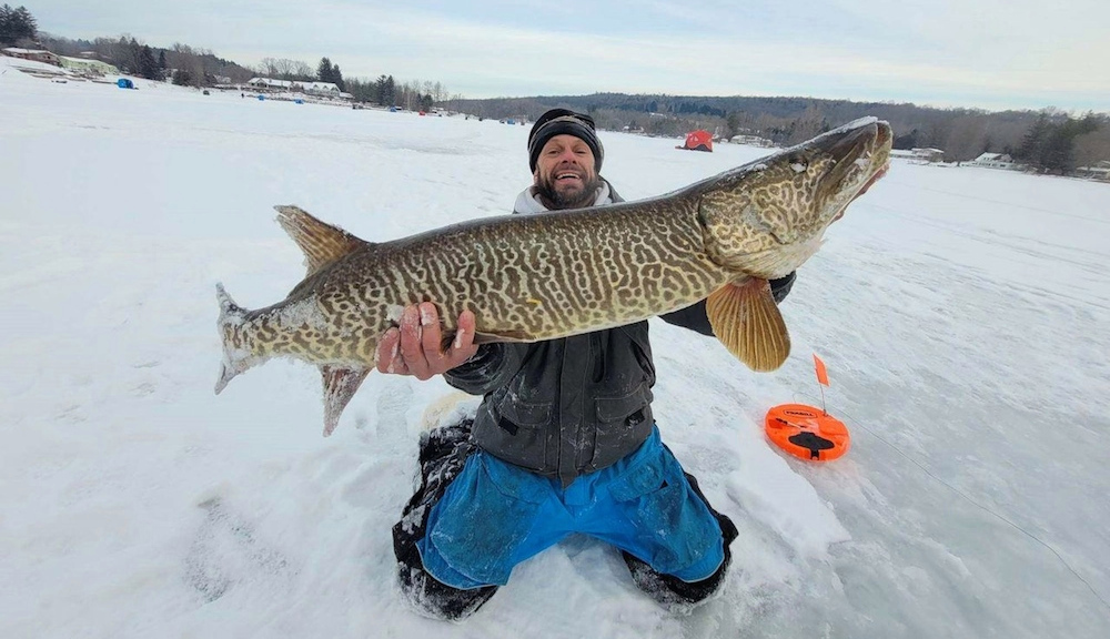 Pescador arrastra almizcle de tigre de 4 pies a través de un agujero de pesca en el hielo