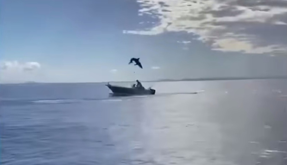 Tiburón mako se vuelve balístico, casi aterriza en un barco de pesca